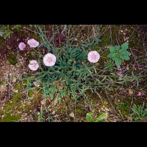 Convolvulus cantabricus © CHOISNET G.