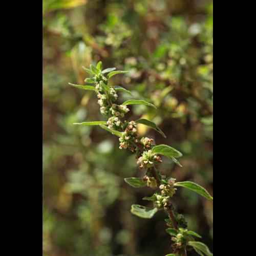 Parietaria judaica &copy; DESCHEEMACKER A.