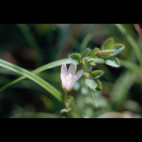 Anagallis tenella © THEBAUT G.
