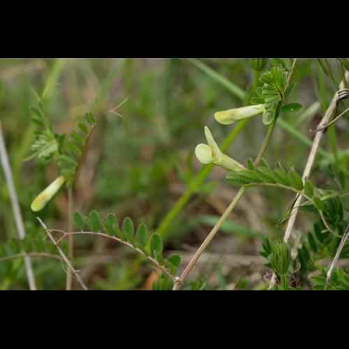 Vicia hybrida © DESCHEEMACKER A.