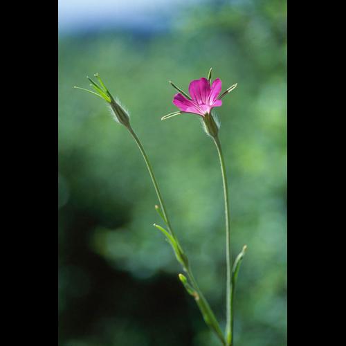 Agrostemma githago © OLIVIER L.