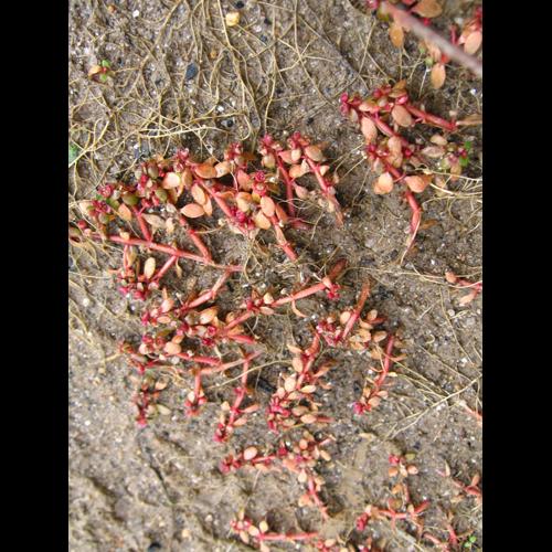 Elatine hexandra © REIMRINGER K.