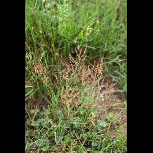 Rumex acetosella © DESCHEEMACKER A.
