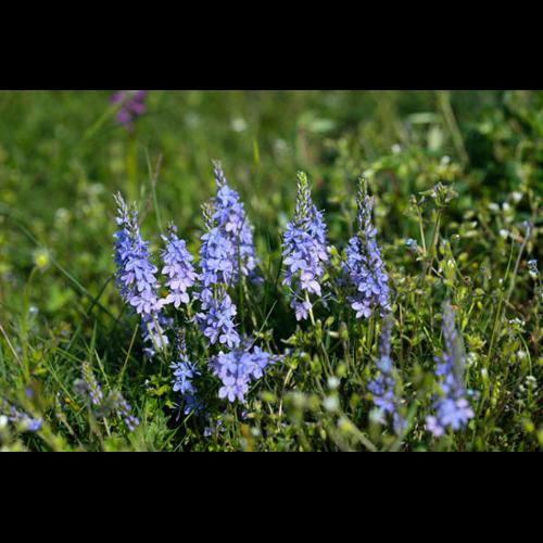 Veronica prostrata subsp. scheereri © DESCHEEMACKER A.