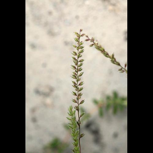 Tragus racemosus &copy; DESCHEEMACKER A.