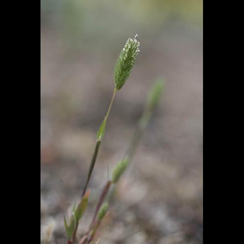 Phleum arenarium © NAWROT O.