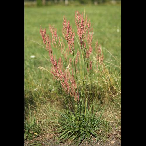 Rumex thyrsiflorus © DESCHEEMACKER A.