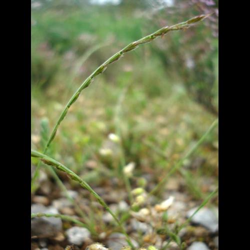 Vulpia unilateralis &copy; NICOLAS S.