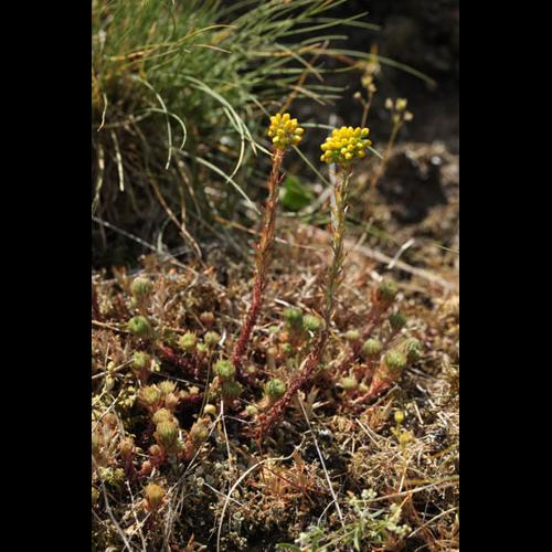 Sedum forsterianum © DESCHEEMACKER A.