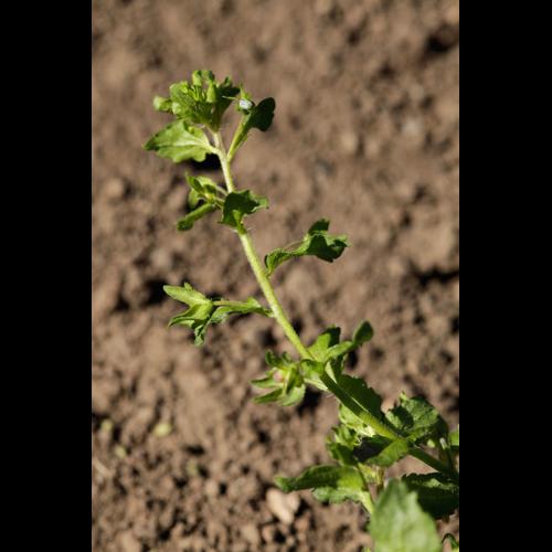 Veronica polita &copy; DESCHEEMACKER A.