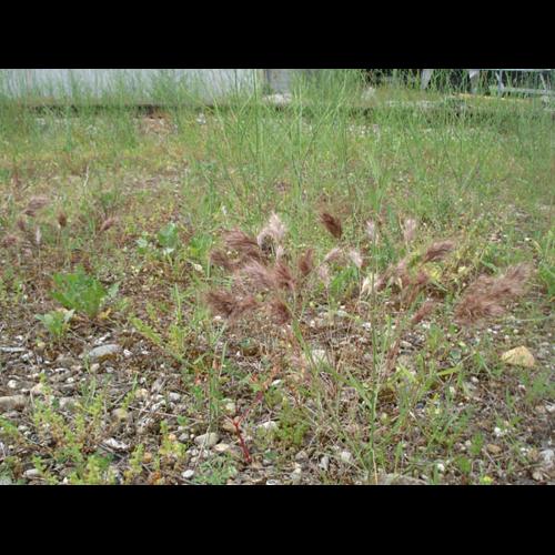 Bromus rubens © NICOLAS S.