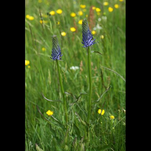 Phyteuma spicatum © DESCHEEMACKER A.