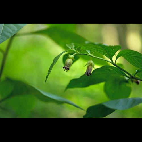 Atropa belladonna © DESCHEEMACKER A.