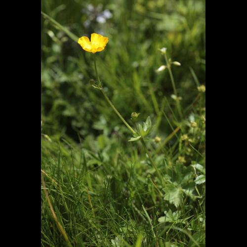 Ranunculus tuberosus © DESCHEEMACKER A.