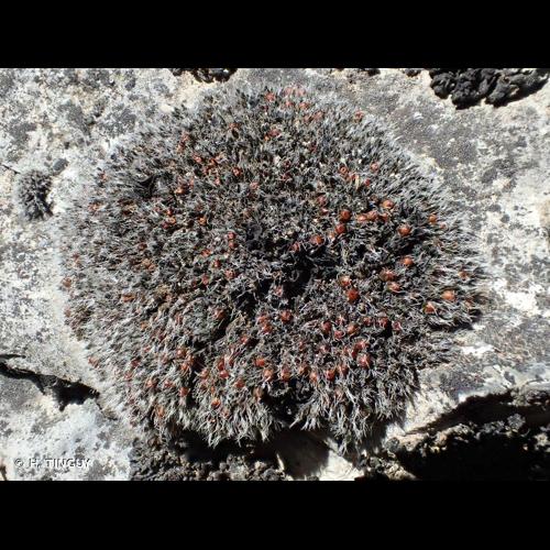 <i>Grimmia anodon</i> Bruch & Schimp., 1845 © H. TINGUY