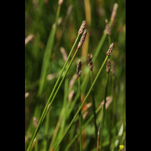 Eleocharis palustris © DESCHEEMACKER A.