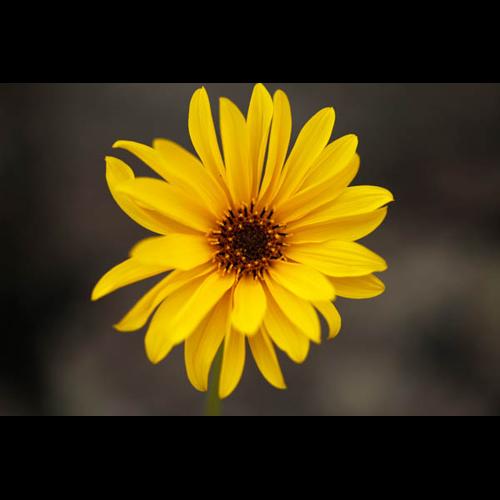 Helianthus x laetiflorus © DESCHEEMACKER A.