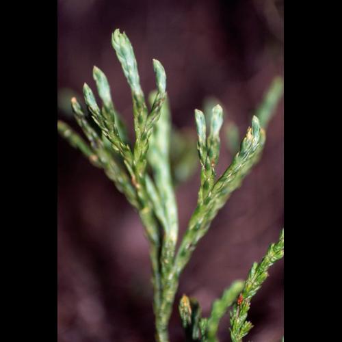 Diphasiastrum oellgaardii © GRAVELAT B.