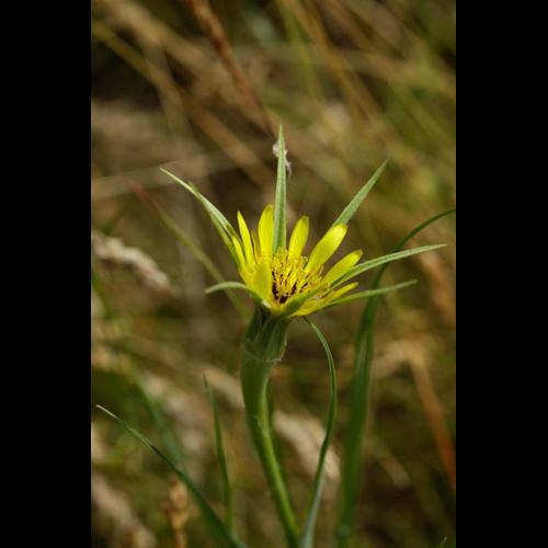 Tragopogon dubius © DESCHEEMACKER A.