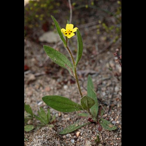 Tuberaria guttata © DESCHEEMACKER A.