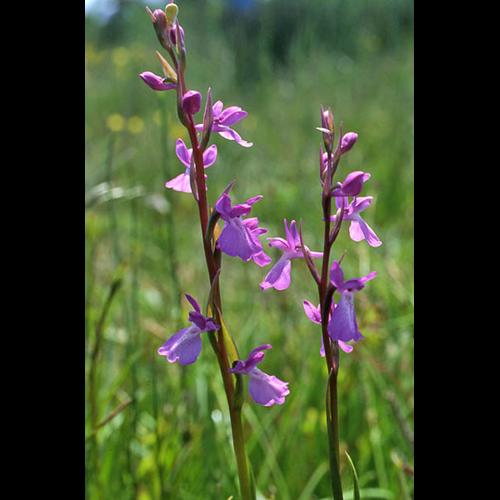 Anacamptis palustris © NAWROT O.