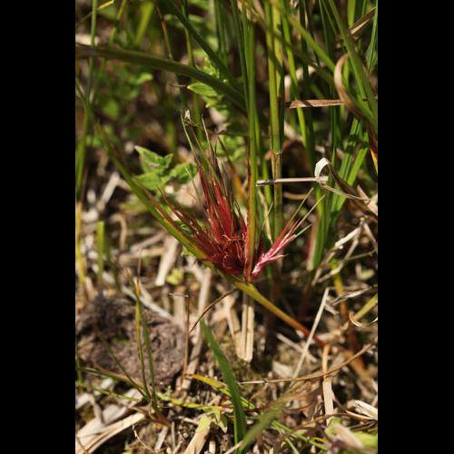 Juncus acutiflorus © DESCHEEMACKER A.