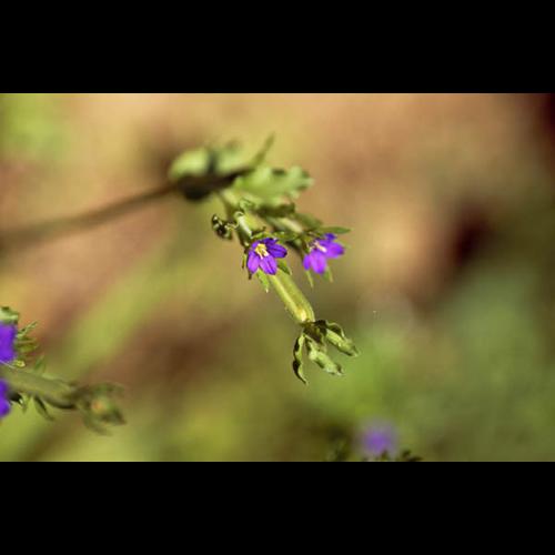 Legousia hybrida © LEGUEN M