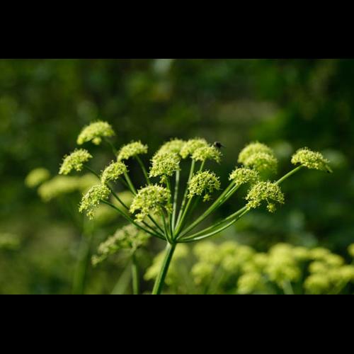 Heracleum sphondylium subsp. sibiricum © DESCHEEMACKER A.
