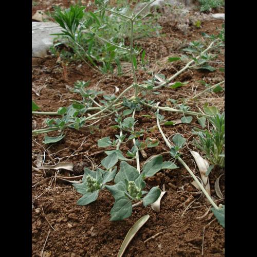Chenopodium vulvaria © NICOLAS S.
