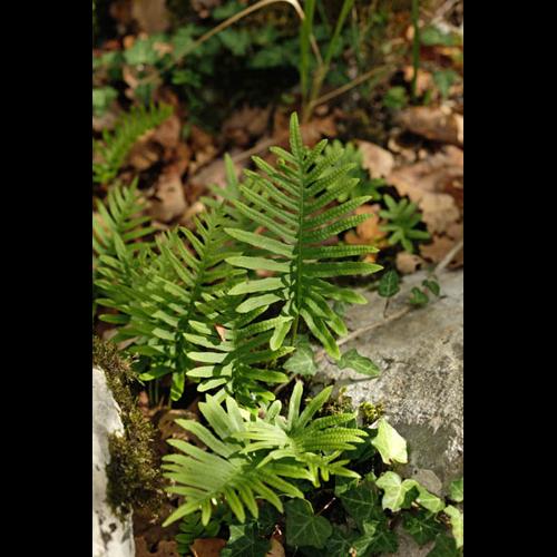 Polypodium cambricum © DESCHEEMACKER A.