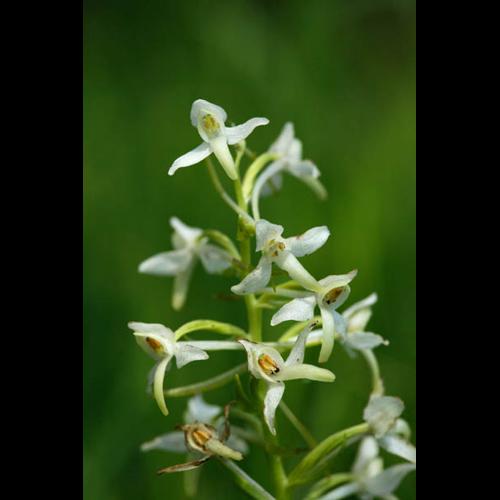 Platanthera bifolia © DESCHEEMACKER A.