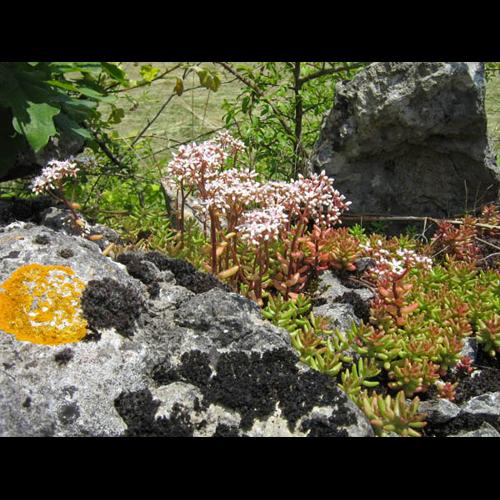 Sedum album © CHABROL L.