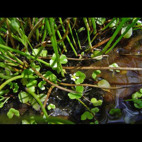 Ranunculus hederaceus &copy; NICOLAS S.