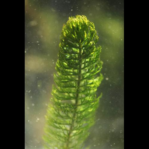 Ceratophyllum demersum &copy; DESCHEEMACKER A.