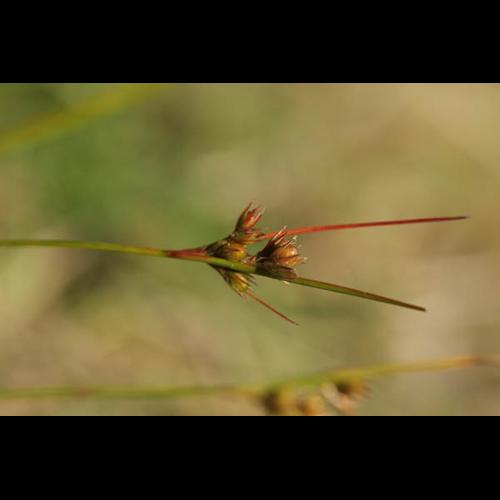 Juncus tenuis © DESCHEEMACKER A.