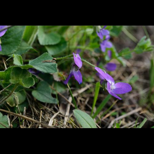 Viola hirta © DESCHEEMACKER A.