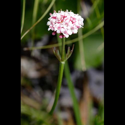 Valeriana dioica &copy; DESCHEEMACKER A.