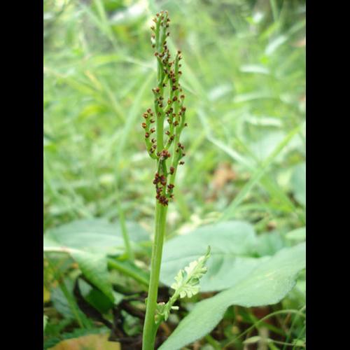 Botrychium matricariifolium © NICOLAS S.