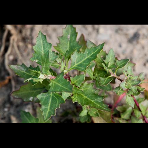Chenopodium rubrum © DESCHEEMACKER A.