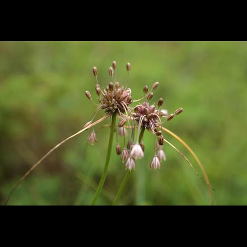 Allium oleraceum © NAWROT O.