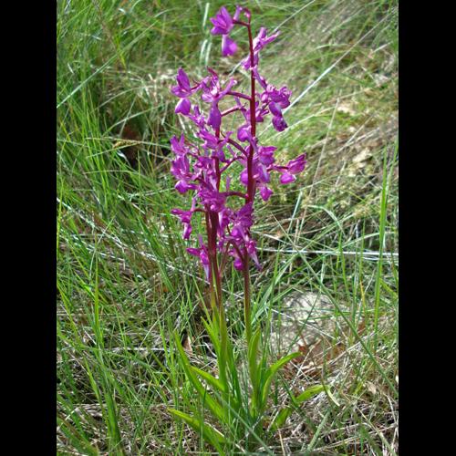 Anacamptis laxiflora © NICOLAS S.