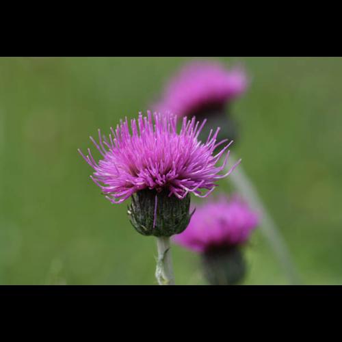 Cirsium dissectum © MADY M.