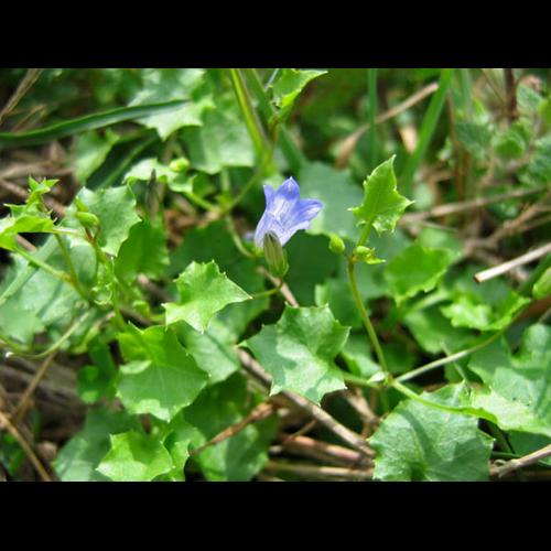 Wahlenbergia hederacea © MADY Mickael