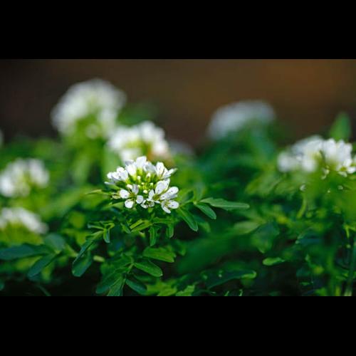 Cardamine amara © DESCHEEMACKER A.