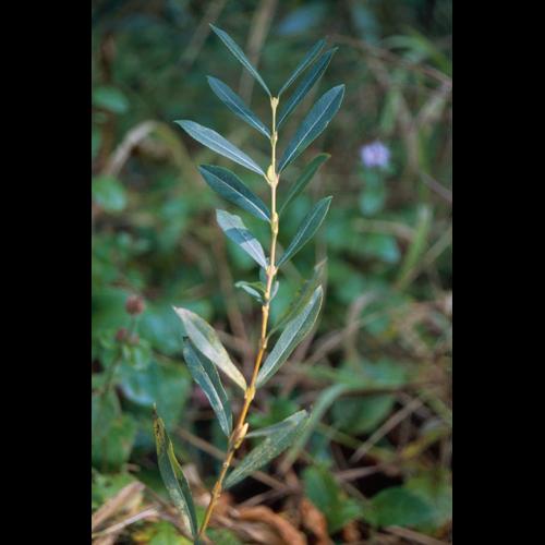 Salix purpurea © CHOISNET G.