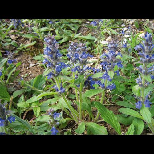Ajuga genevensis © CHABROL L.