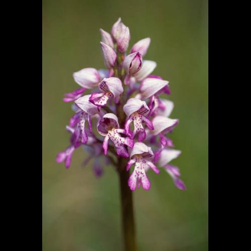 Orchis militaris © GRAVELAT B.