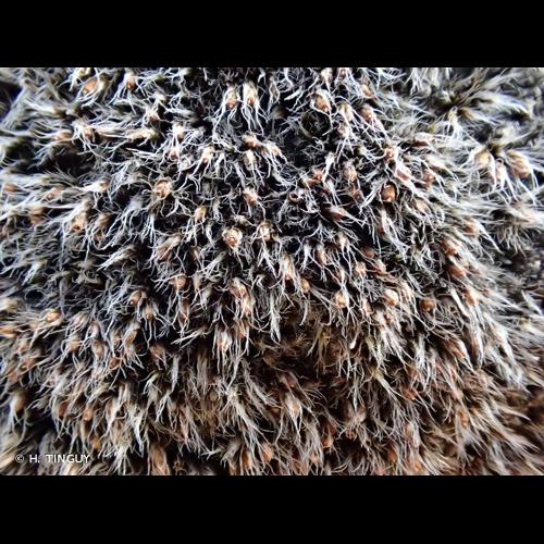 <i>Grimmia crinita</i> Brid., 1806 © H. TINGUY