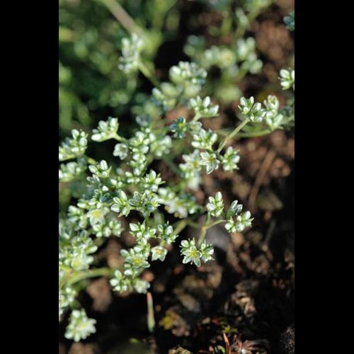 Scleranthus perennis © DESCHEEMACKER A.