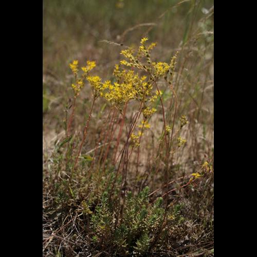 Sedum rupestre subsp. rupestre © NAWROT O.